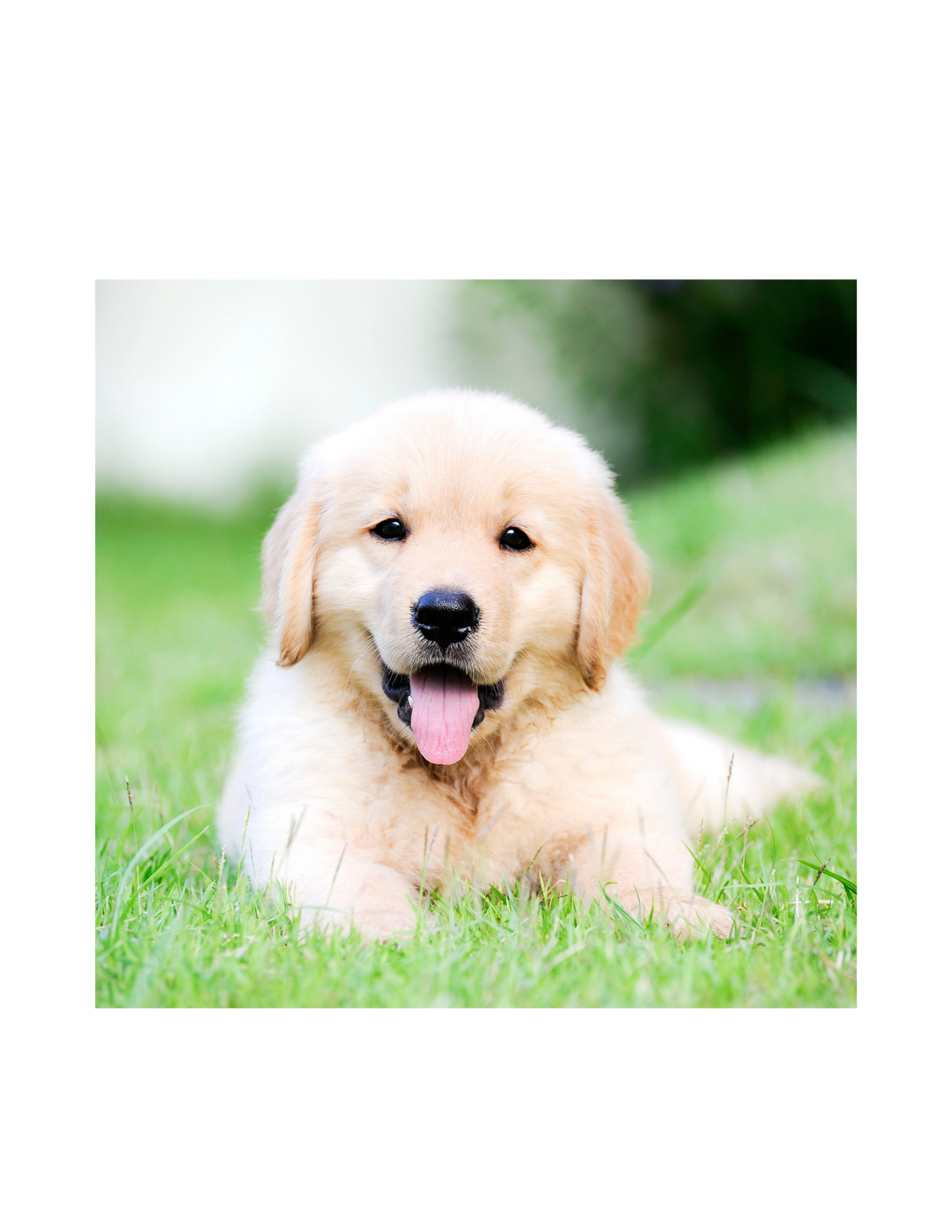 E-book - Chiot mode d'emploi