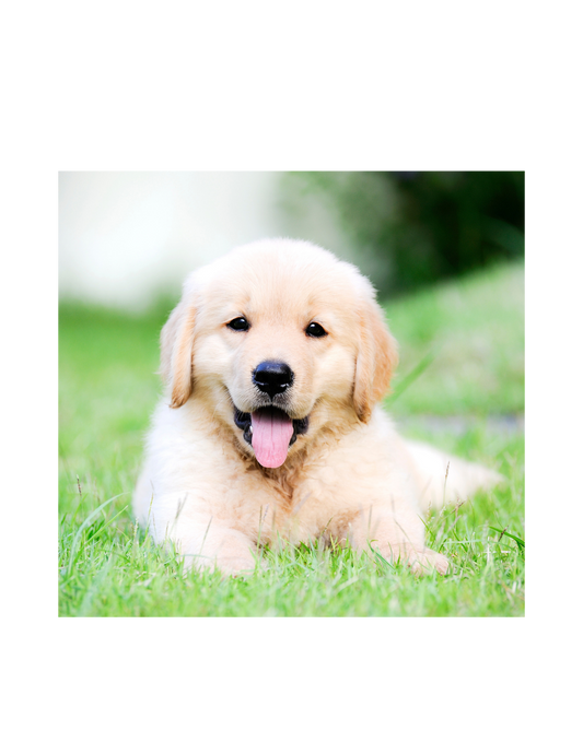 E-book - Chiot mode d'emploi